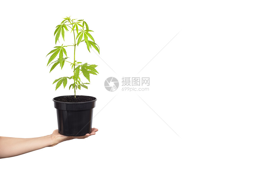 手持或植物在黑色花盆中与白背景隔离种子黑色的农场图片