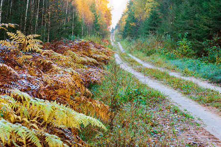 金的美丽树木发黄变红叶子秋天森林里道路秋天森林里道路树木黄色和发红叶子俄罗斯背景图片