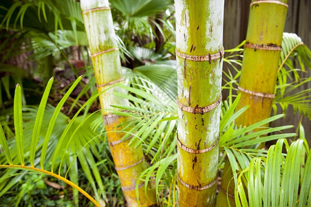 气候详细介绍棕榈树热带林北自然图片