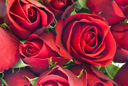 红玫瑰的背景植物花瓣礼图片