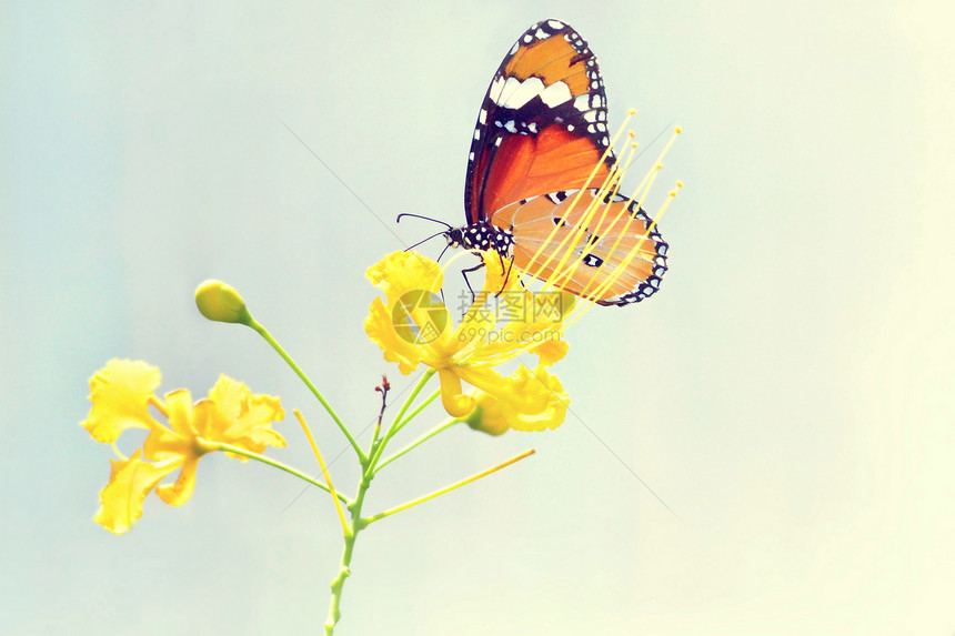 户外酸橙飞行蝴蝶在美丽的花朵上闪耀着图片