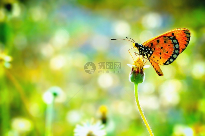 蝴蝶在美丽的花朵上闪耀着蓝色的飞行黄图片