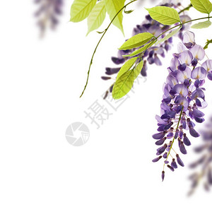 紫藤边框框架白色背景装饰元素wisteria白色背景边境以页角为的绿叶边框树花朵背景