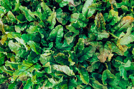 菜叶在花园艺中生长蔬菜种植物主义健康食品收成新鲜的自然高清图片素材