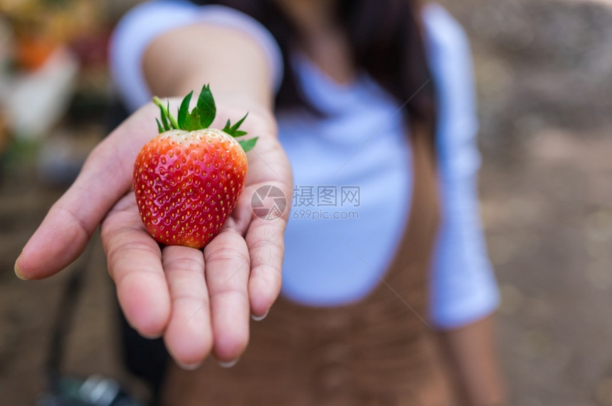 新鲜草莓水果准备在农场里吃新鲜草莓水果甜点有机的花园图片