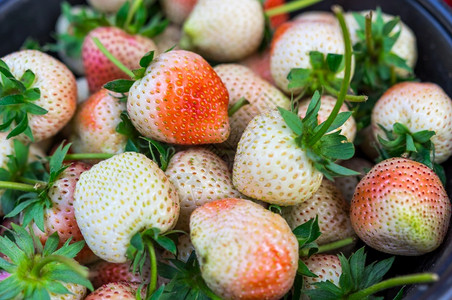甜点所有的准备好新鲜草莓水果准备在农场里吃新鲜草莓水果图片