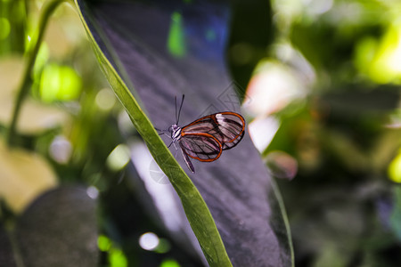 花园的绿叶上有一只漂亮的蝴蝶栖息花黑色图片