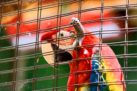 高清鹦鹉喙网细心高清笼中的猩红色金刚鹦鹉希望他在外面背景