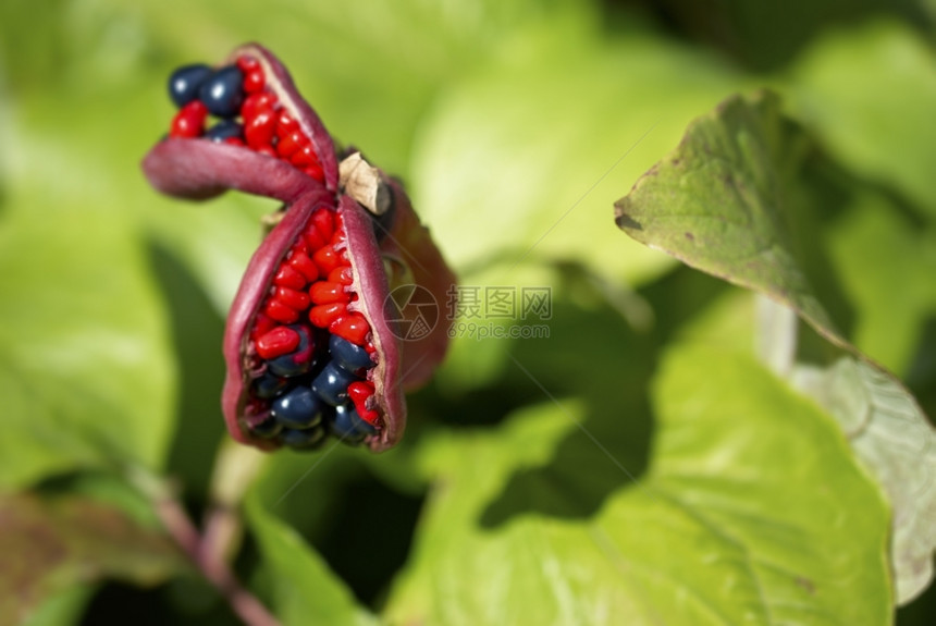 荒野木兰春天白阿诺玛拉的果实花朵之结晶图片