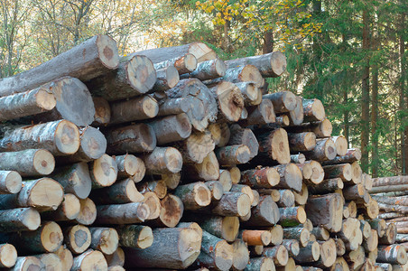 木材砍伐森林树干和堆叠在一起的木头松树美丽绿色高清图片素材