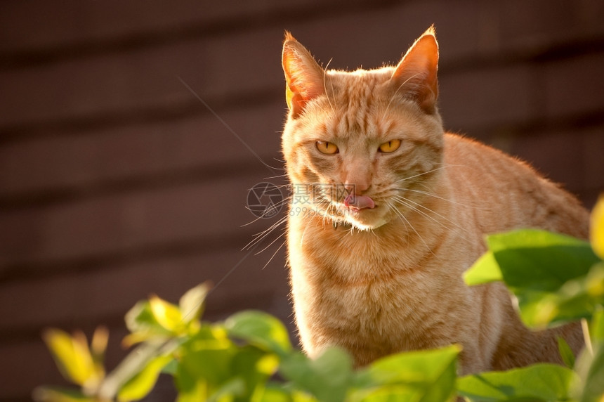 长着英俊的红小猫在日落时舔嘴唇在打猎后舔嘴唇盯着饥饿图片