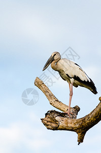 开单干燥白鸟独自站在干旱中的树上在干旱中的树木上站立吻合口图片