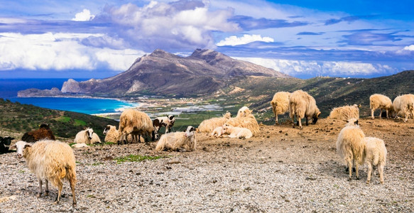 克里特岛的绵羊图片