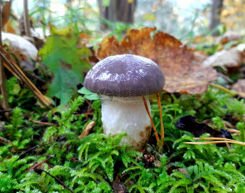 秋天在松树林地的绿苔草上紧闭小粘黏糊的蘑菇长钉落下叶子图片