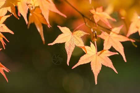 秋天枫树红叶图片