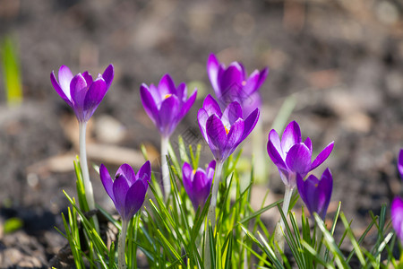 美丽的紫罗兰自然高清图片素材