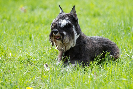 头发狗Zwergschnautzer在绿草上色茨沃格雪纳瑞图片