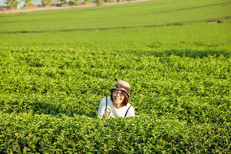 采茶的农民图片