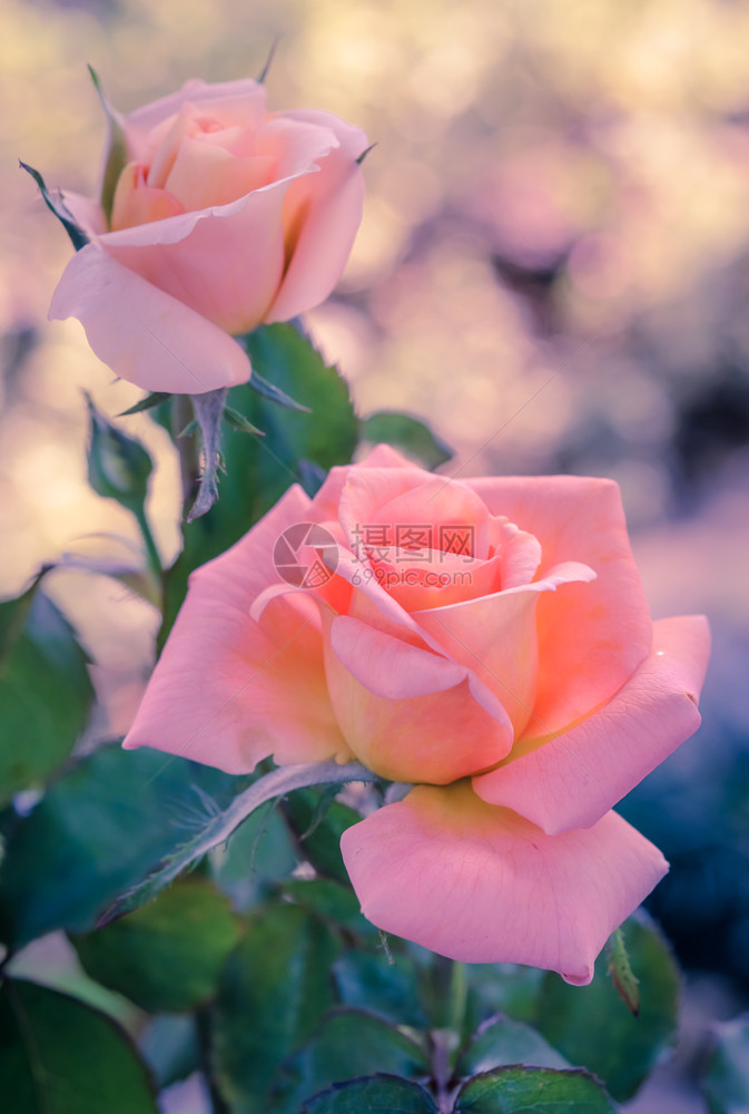 花瓣园中的粉红混合玫瑰旧年过滤效应自然户外图片