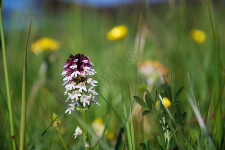 紫色的夏花燃烧的兰花在绿草和黄色模糊鲜花中开漂亮的图片
