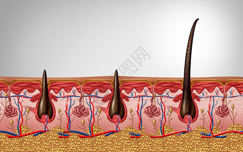 贾华毛发蛋白和三角解剖学近似人体皮肤头以3D插图作为皮肤病医学符号的轴形纤维图像贾皮剃须设计图片