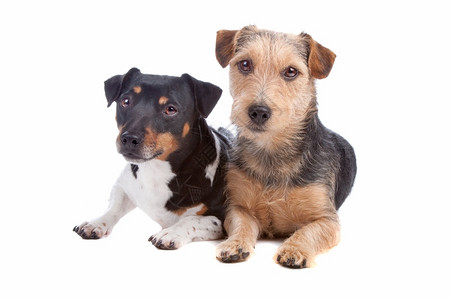 可爱的服从杰克罗素梗犬和混种狗杰克罗素梗犬和混种狗隔离在白色背景的图片
