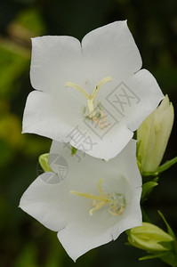 植被夏季白桃叶风铃草persicifolia的特写花生长图片
