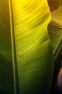 细节蓝色的热带新鲜绿香蕉树叶的纹理背景图片