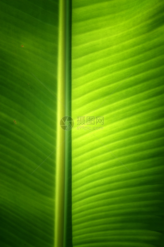 新鲜绿色香蕉树叶的纹理背景季节有机的线条图片