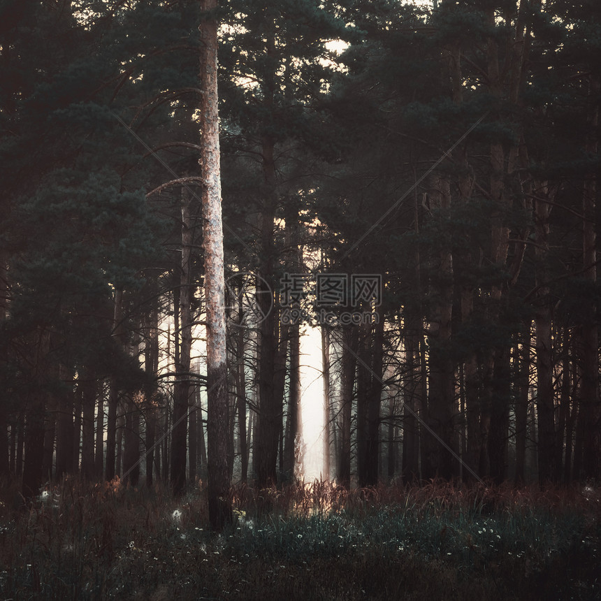 深的在黑暗松树林中照亮阳光向鲜花和草地闪耀光芒选择焦点在黑暗的森林中点亮日光俄罗斯自然图片
