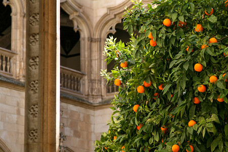 美丽的橙色树站在哥特风格的木丛院子里回廊目的地方济各会图片