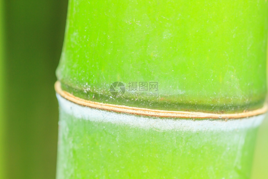 热带竹子用天然模糊的绿色背景闭合文化风水图片