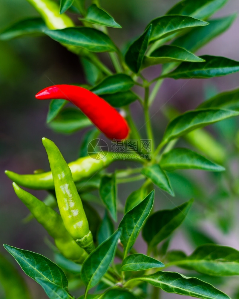 辣椒植物红在干燥上泰国生长经过图片