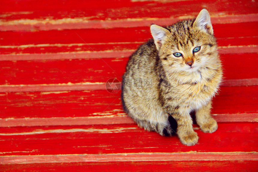哺乳动物小猫坐在长椅上漂亮的小猫坐在长凳上生活美丽的图片