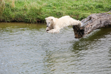 小熊座丹麦年轻的北极熊潜入水中毛皮图片
