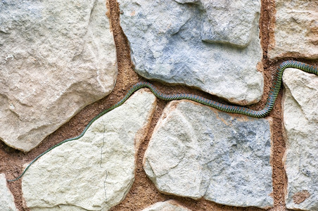 毒水平的闪亮彩色的天堂蛇尾巴在岩石上恐惧高清图片素材
