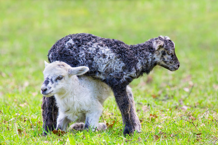 在下面德尔登两只新生黑白羔羊一起在绿荷兰草地上玩耍常设图片