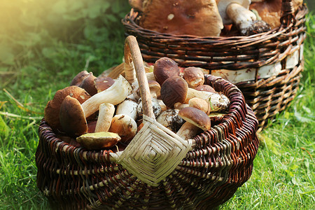 棕色的雨后春笋般堆满一篮子新鲜蘑菇在森林里堆满了新鲜的花蘑菇食物秋天高清图片素材