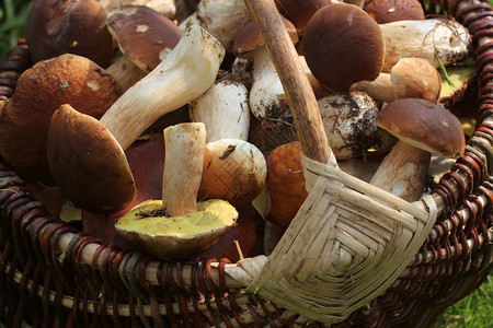 堆满一篮子的新鲜蘑菇在森林里堆满了新鲜的花蘑菇季节真菌秋天编织高清图片素材