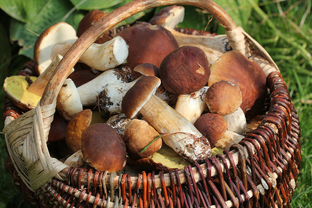 采摘新鲜蘑菇可食用的高清图片素材