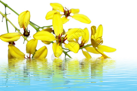 花的春天瓣黄色本背景图片
