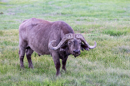 旅行大草原上的一头大水牛草原上的一头大水牛绿色喇叭图片