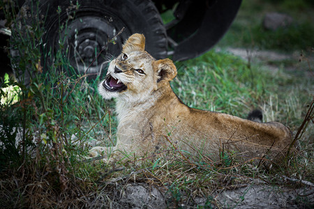 脸一只年轻的狮子躺在草地上一只年轻的狮子在草地上咆哮可爱的马赛图片