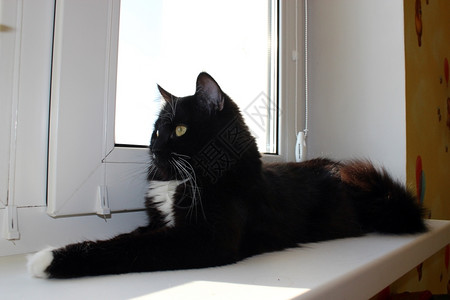 宠物黑猫躺在窗帘上哺乳动物图片