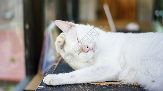 睡在房间里的可爱白猫漂亮看宠物图片