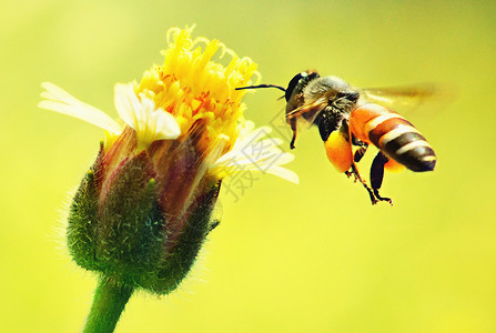 忙里的采蜂蜜的蜜蜂图片