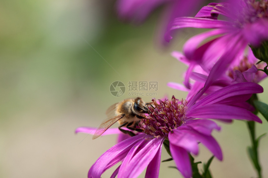 蜂蜜从阿斯特花朵中收集粉从阿斯特朵中收集粉的生物多样蜜糖动图片