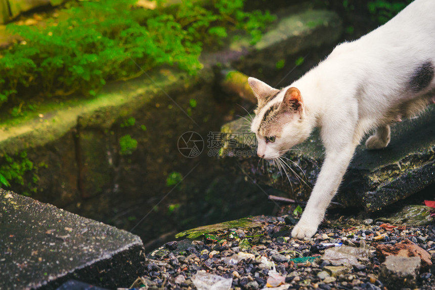 野生动物白棕色可爱猫直视前方平静的心情脸可爱图片