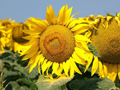 蓝天下向阳而开的向日葵花粉高清图片素材