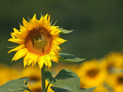 蓝天下向阳而开的向日葵农业高清图片素材